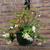 Begonia x tuberhybrida 'ILLUMINATION White'
