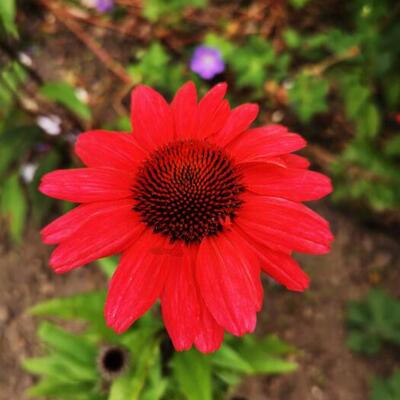 Rode zonnehoed - Echinacea SUNSEEKERS 'Red'