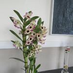 Dendrobium nobile - Orchidee