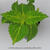 Plectranthus scutellarioides 'Electric Lime'