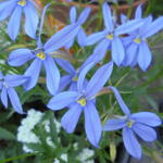 Isotoma axillaris 'Blue Star' - Isotoma, Laurentia