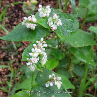 Fagopyrum esculentum