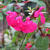 Salvia x jamensis 'Maraschino'
