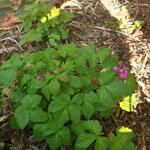 Rubus arcticus - Arctische braambes, Dwergbraam, Poolbraam