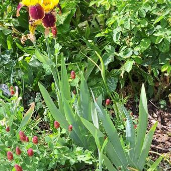 Iris germanica 'Rajah'