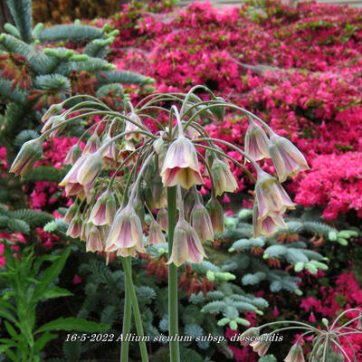 Bulgaarse ui - Allium siculum subsp. dioscoridis