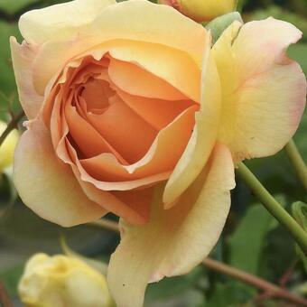 Rosa 'Lady of Shalott'