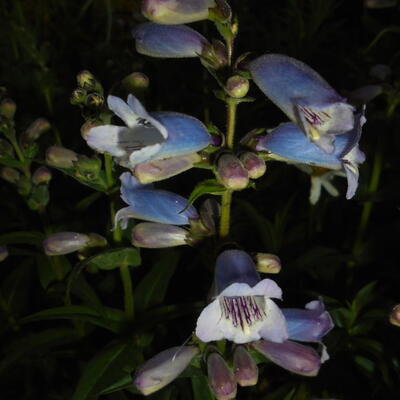 Slangekop - Penstemon 'Sour Grapes'