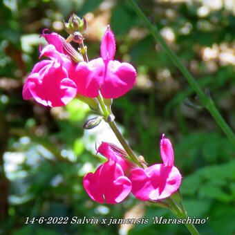 Salvia x jamensis 'Maraschino'