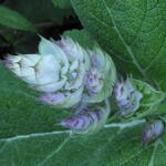 Salvia sclarea var. turkestanica - Scharlei - Salvia sclarea var. turkestanica