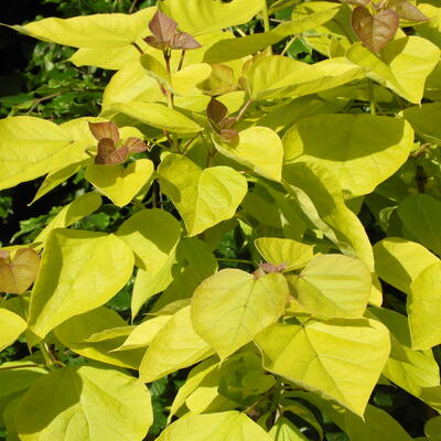 Gele trompetboom - Catalpa bignonioides 'Aurea'