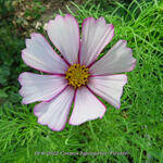 Cosmos bipinnatus 'Picotée' - Cosmos