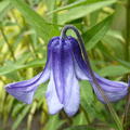 Clematis integrifolia 'Blue Ribbons'