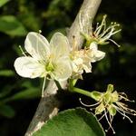 Prunus cerasifera - Kerspruim, Kroosjespruim, Myrobalaan - Prunus cerasifera