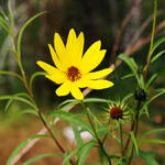 Helianthus salicifolius - Zonnebloem - Helianthus salicifolius