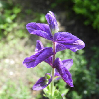 Salvia viridis 'Blue Monday'