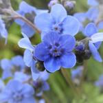 Cynoglossum amabile 'Blue Shower' - Chinees vergeet-mij-nietje