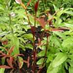 Trifolium speciosum - Klaver