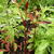 Trifolium speciosum