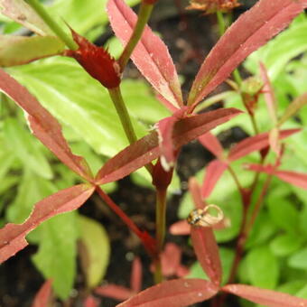 Trifolium speciosum