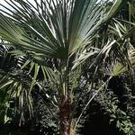 Trachycarpus sp. 'Manipur'  - Manipurpalm