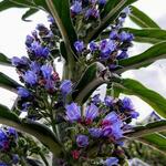 Echium pininana - Reuzeslangenkruid