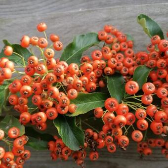 Pyracantha coccinea 'Red Column'