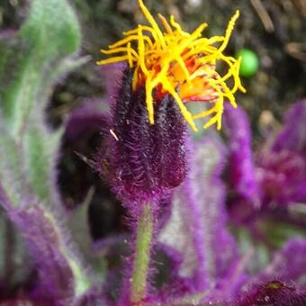 Gynura aurantiaca 'Purple Passion'