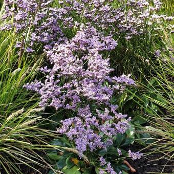 Limonium gmelinii 'Dazzle Rocks'