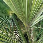 Trachycarpus sp. 'Manipur'  - Manipurpalm