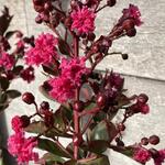 Lagerstroemia indica 'Pink Velour' - Indische sering