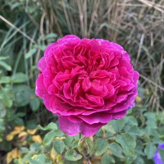 Rosa ‘Gabriel Oak’