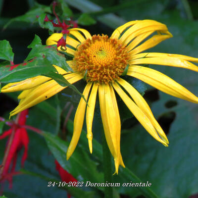 Voorjaarszonnebloem/Gele margriet - Doronicum orientale