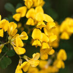 Struikpaardenhoefklaver, Struikkroonkruid - Hippocrepis emerus 