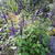 Salvia guaranitica var. Purpurea