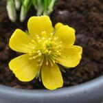 Eranthis hyemalis 'Schwefelglanz' - Winterakoniet