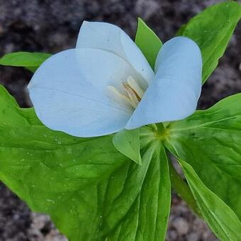 Trillium camschatcense