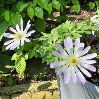 Anemone blanda 'Blue Splendour'