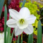 Narcissus 'Ice Wings' - Narcis