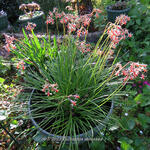 Tulbaghia montana - Wilde knoflook