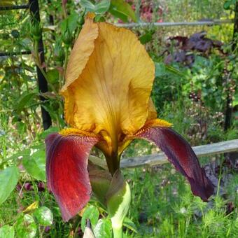 Iris germanica 'Gai Luron'