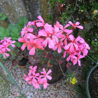 Pelargonium 'Dresden Pink'