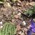 Drimiopsis maculata