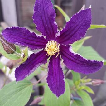 Clematis 'SoMany Blue Flowers'