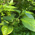 Capsicum chinense - Chinese peper, habanero peper