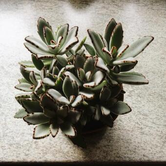 Kalanchoe tomentosa