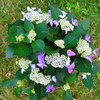 Hydrangea macrophylla Lacecap Blue