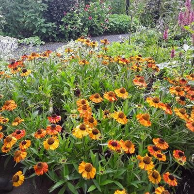 Zonnekruid - Helenium 'Short'n Sassy'