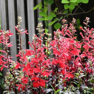 Lobelia - Lobelia x speciosa 'STARSHIP Scarlet'