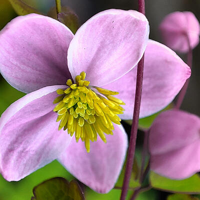 Ruit - Thalictrum delavayi 'Splendide'